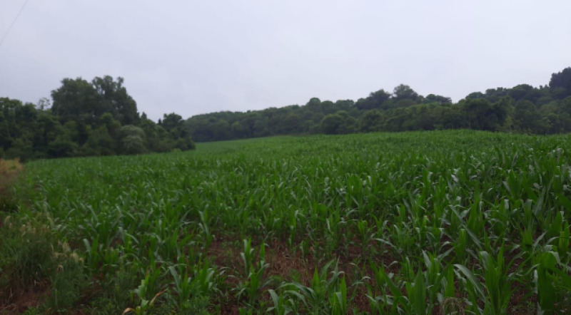 Terreno rural · Lote 001